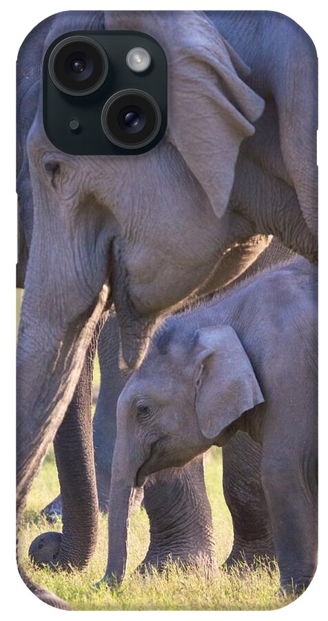 India iPhone Case featuring the photograph Dhikala Elephants by David Beebe
