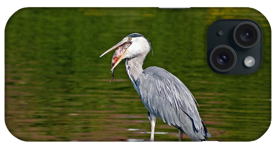 Grey Heron iPhone Case featuring the photograph Dinner Time by Scott Carruthers