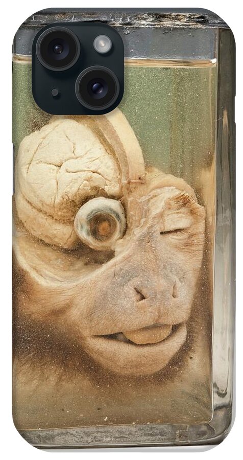 Anatomy iPhone Case featuring the photograph Dissected Monkey Head by Ucl, Grant Museum Of Zoology