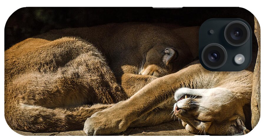 Sleeping Lions iPhone Case featuring the photograph Do Not Disturb by Mark Papke
