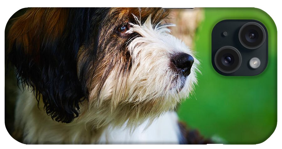 Staring iPhone Case featuring the photograph Dog sitting next to a tree by Nick Biemans
