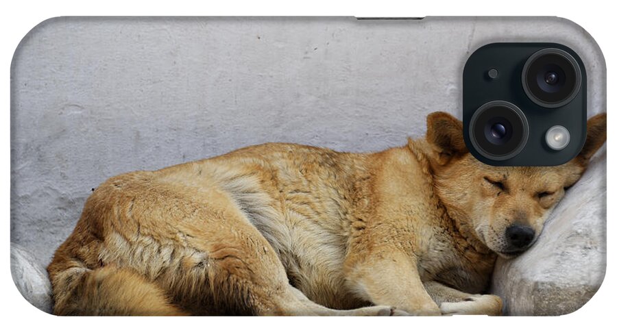 Dog iPhone Case featuring the photograph Dog sleeping by Dutourdumonde Photography