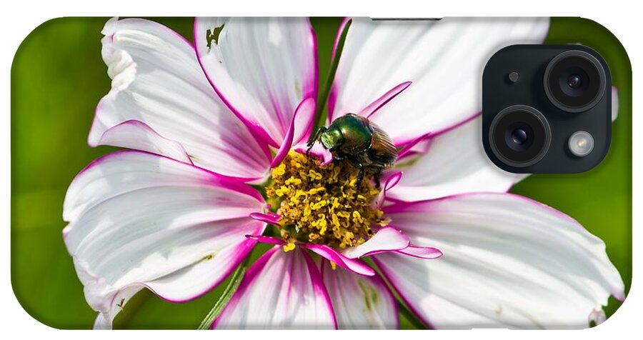 Antenna iPhone Case featuring the photograph Dogbane Beetle Eating Flower by Ms Judi