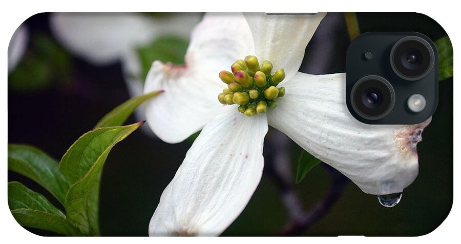 Floral iPhone Case featuring the photograph Dogwood Season Number Two by Lena Wilhite