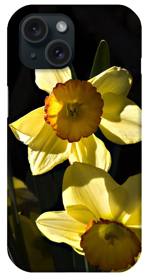 Daffodils iPhone Case featuring the photograph Dos Daffs by Joe Schofield
