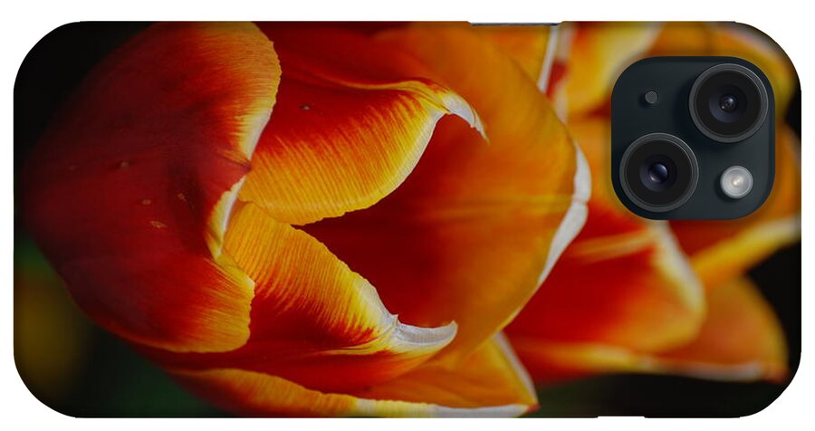 Tulip iPhone Case featuring the photograph Double Vision by Kathy Paynter