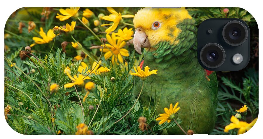 Amazon Parrot iPhone Case featuring the photograph Double Yellow-headed Amazon Parrot by Craig K. Lorenz