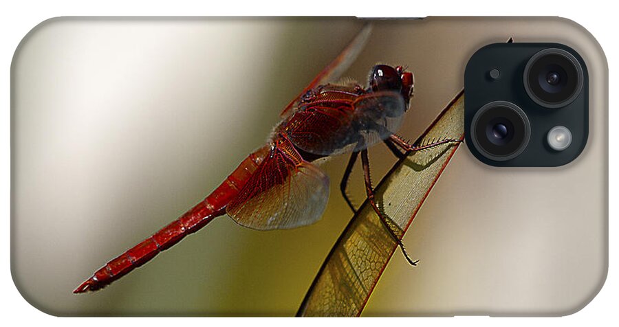 Dragonfly iPhone Case featuring the photograph Dragonacious by Joe Schofield