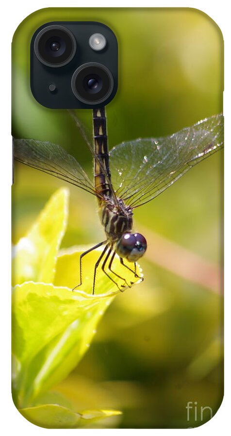 Dragonfly iPhone Case featuring the photograph Dragonfly resting by Tannis Baldwin