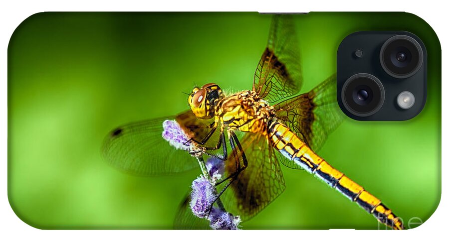 Dragonfly iPhone Case featuring the photograph Dragonfly Summer by Scotts Scapes