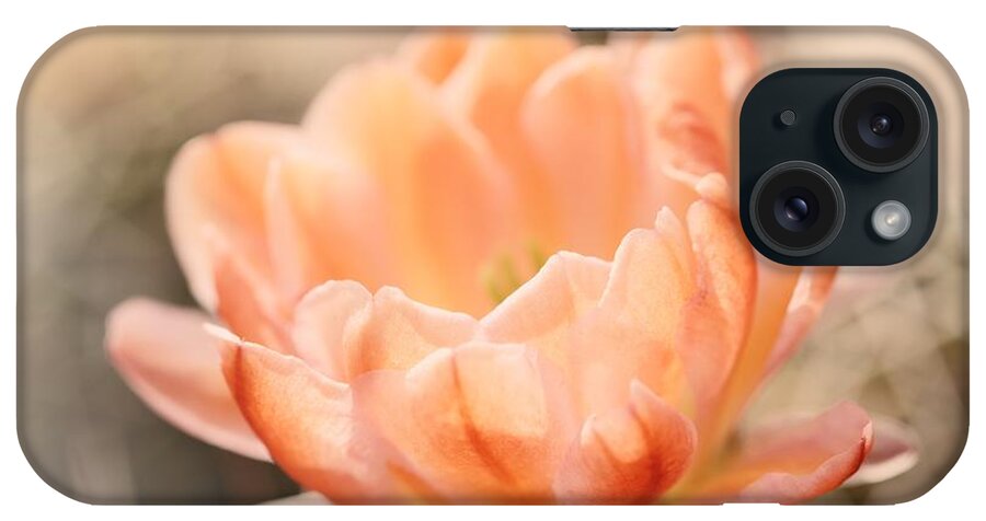 Cactus iPhone Case featuring the photograph Dreaming... Just Dreaming by Lucinda Walter