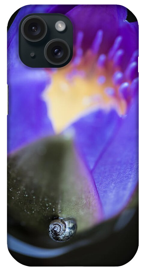 Snail iPhone Case featuring the photograph Dreaming Mollusk by Priya Ghose