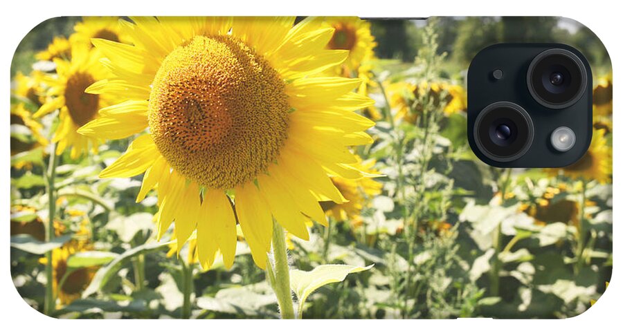 Sunflowers iPhone Case featuring the photograph Dreaming of Summer by Courtney Webster
