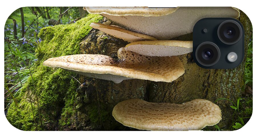 Nis iPhone Case featuring the photograph Dryads Saddle Mushrooms On Tree Trunk by Edwin Rem