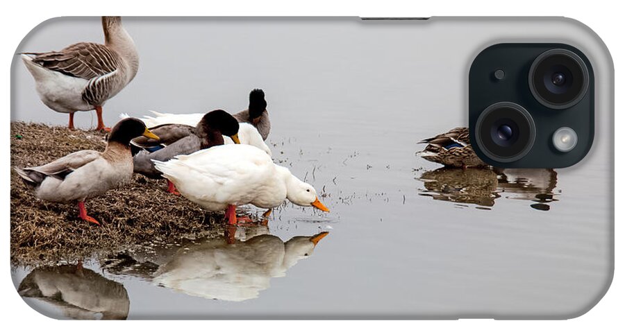 Duck iPhone Case featuring the photograph Duck Duck Goose Goose... by Mark Alder