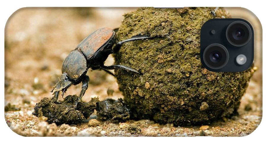 Animal iPhone Case featuring the photograph Dung Beetle Pushing A Dung Ball by Peter Chadwick/science Photo Library