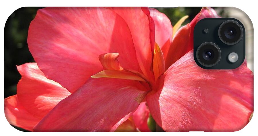 Canna iPhone Case featuring the photograph Dwarf Canna Lily named Shining Pink by J McCombie