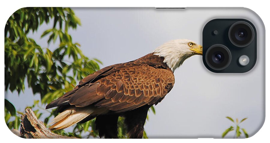 Bald Eagle iPhone Case featuring the photograph Eagle Portrait II by Jai Johnson