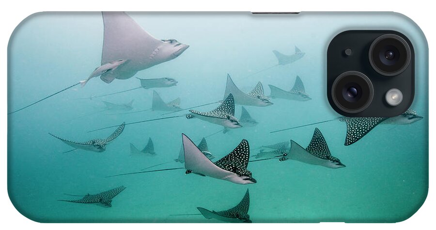 Underwater iPhone Case featuring the photograph Eagle Rays by Colors And Shapes Of Underwater World