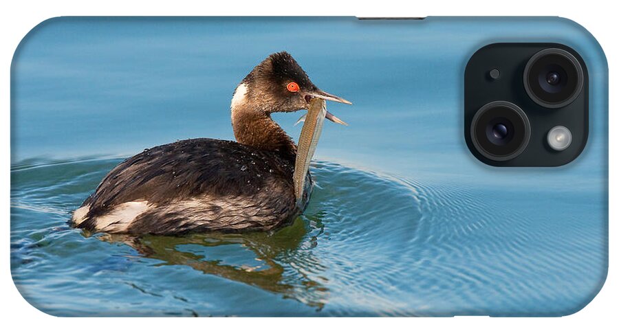 Eared iPhone Case featuring the photograph Eared Grebe and Fish by Ram Vasudev