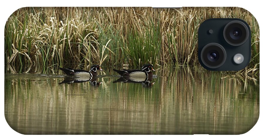 Drake Wood Ducks iPhone Case featuring the photograph Early Morning Wood Ducks by Thomas Young