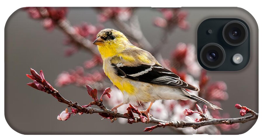 American Gold Finch iPhone Case featuring the photograph Early Spring Gold Finch by Lara Ellis