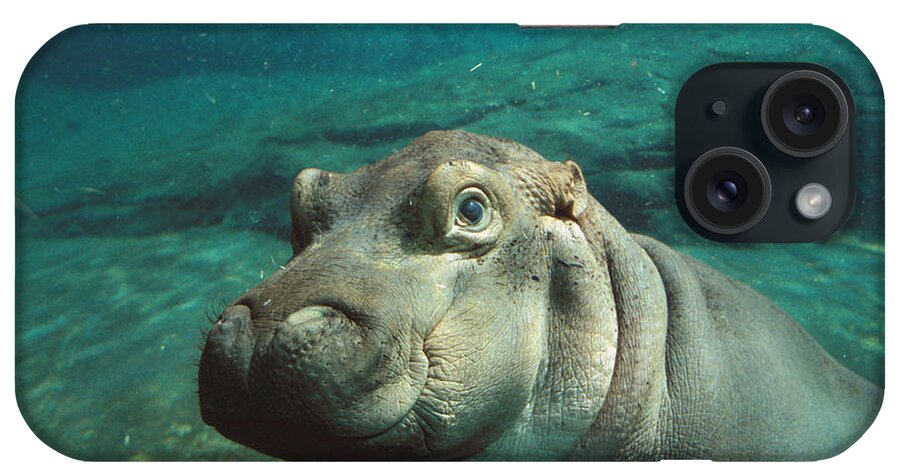 Feb0514 iPhone Case featuring the photograph East African River Hippopotamus Baby by San Diego Zoo