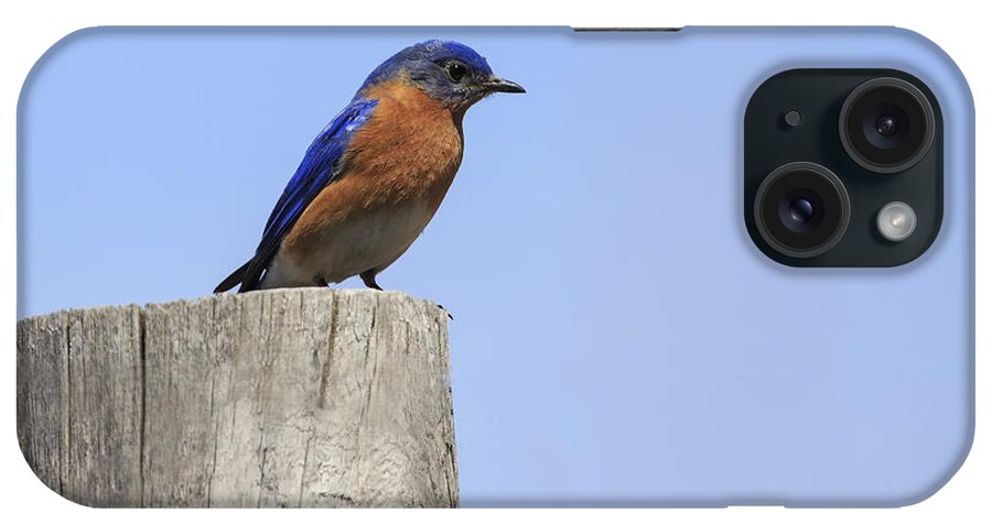 Gary Hall iPhone Case featuring the photograph Eastern Bluebird 4 by Gary Hall