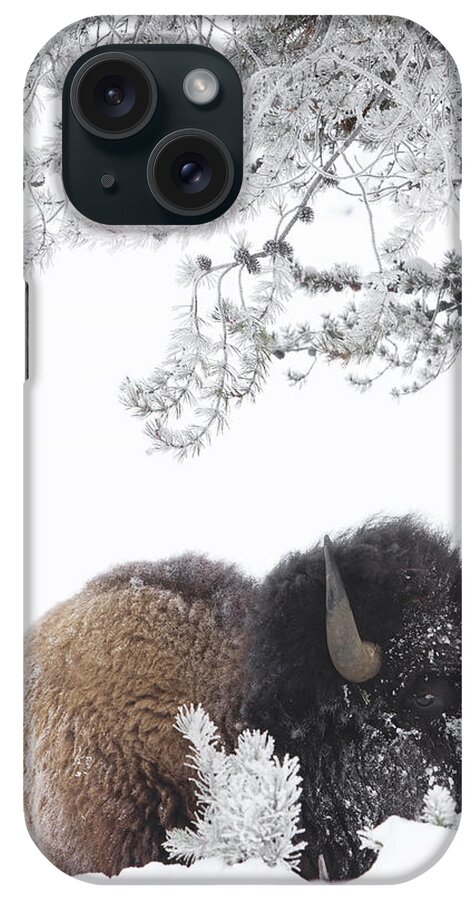 Nature iPhone Case featuring the photograph Eating Is Hard Work by Gerry Sibell