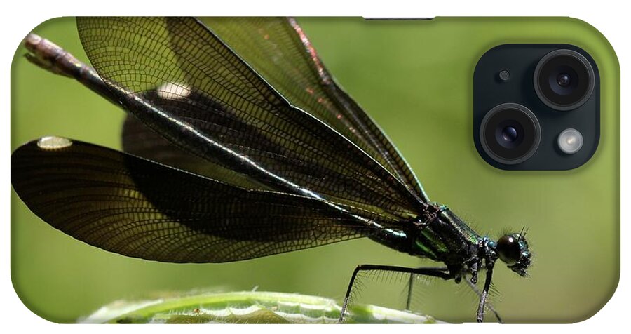 Ebony Jewelwing iPhone Case featuring the photograph Ebony Jewelwing fluttering for male by Doris Potter