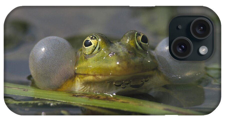 Feb0514 iPhone Case featuring the photograph Edible Frog Croaking In Pond by Konrad Wothe