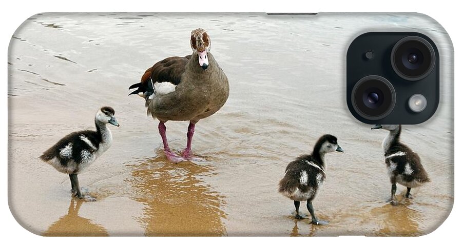 Alopochen Aegyptiacus iPhone Case featuring the photograph Egyptian Goose And Young by Peter Chadwick/science Photo Library