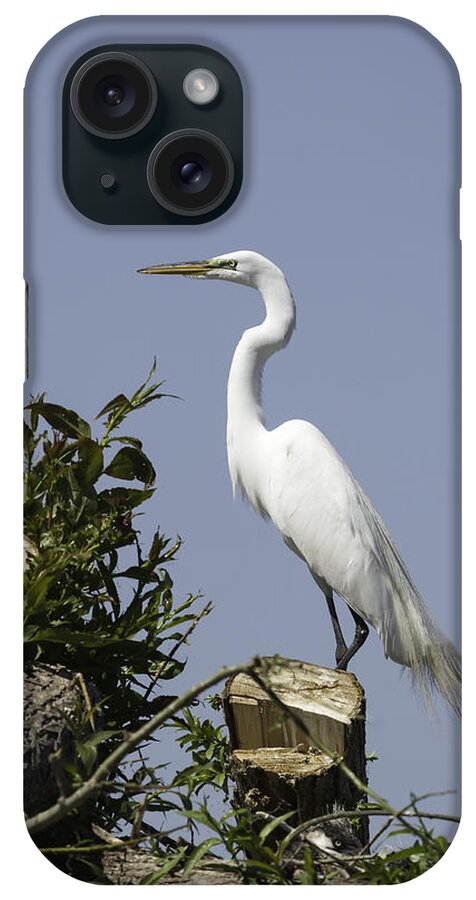 Great Egret iPhone Case featuring the photograph Elegant Great Egret by Thomas Young