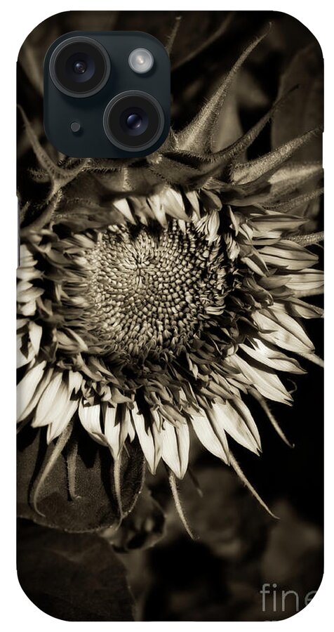 Botanical iPhone Case featuring the photograph Elegant Sunflower by Venetta Archer