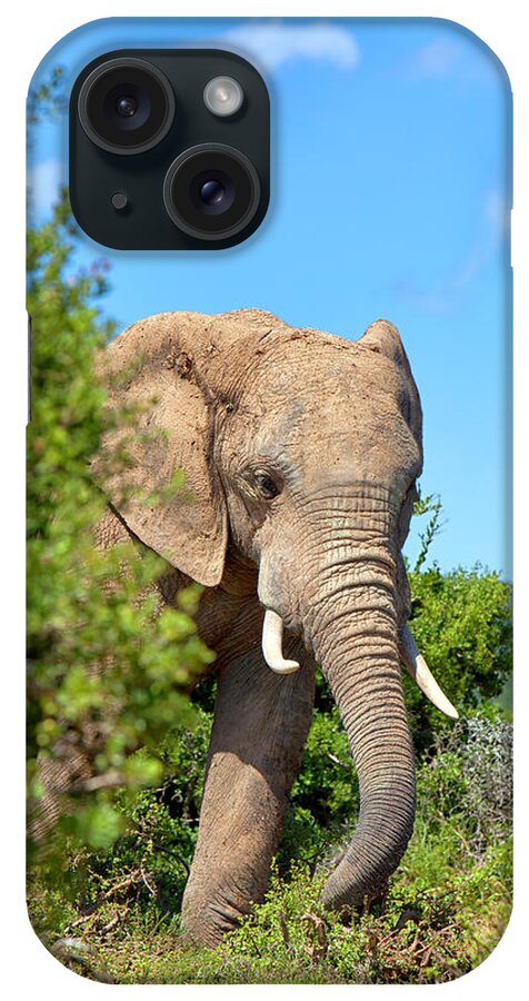 Extreme Terrain iPhone Case featuring the photograph Elephant In The Bush by Mof