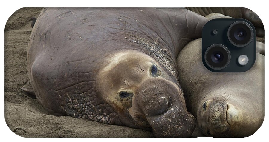 Elephant Seal iPhone Case featuring the photograph Elephant Seal couple by Duncan Selby