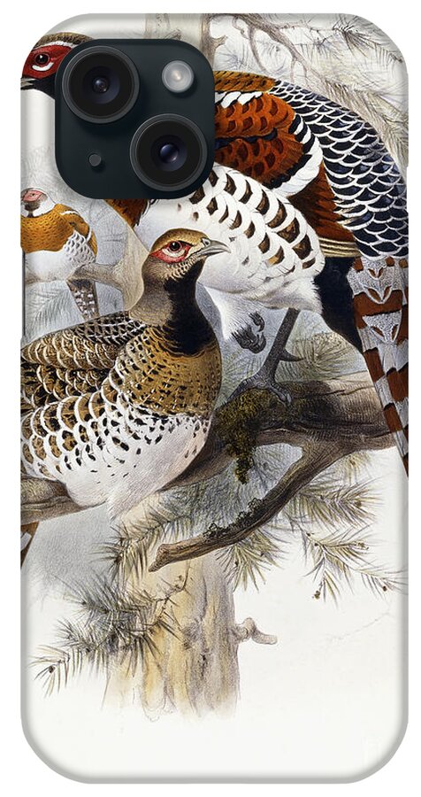 Pheasant iPhone Case featuring the painting Elliot's Pheasant by Joseph Wolf