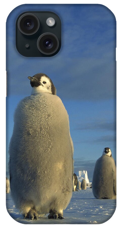 Feb0514 iPhone Case featuring the photograph Emperor Penguin Chick At Midnight by Tui De Roy