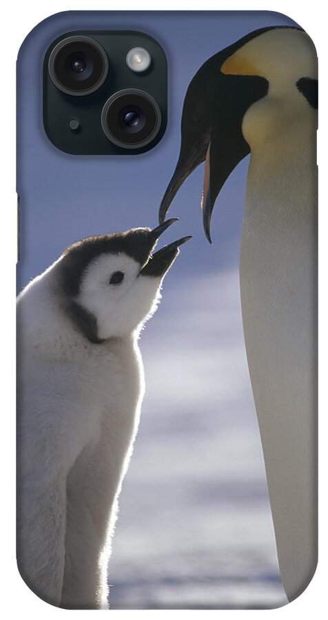 Feb0514 iPhone Case featuring the photograph Emperor Penguin Feeding Chick Antarctica by Tui De Roy