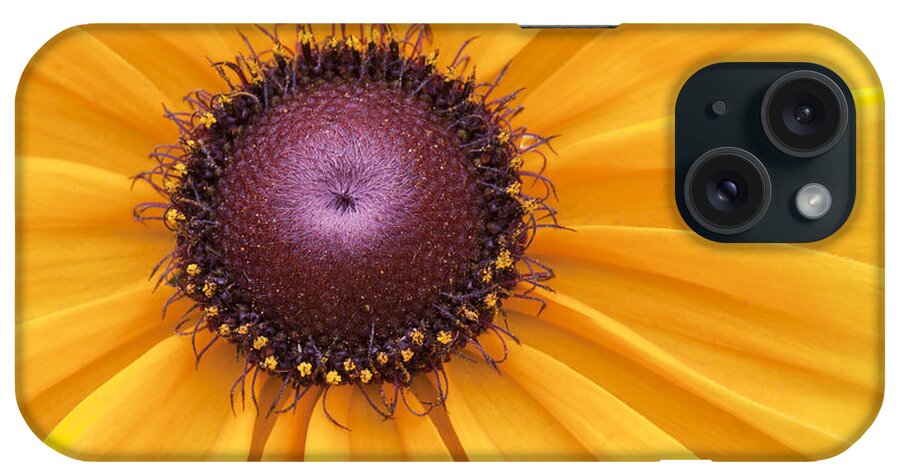 Black-eyed Susan iPhone Case featuring the photograph Encouragement by Patty Colabuono