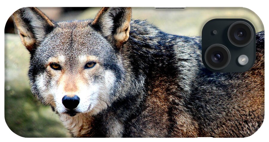 Endangered Red Wolf iPhone Case featuring the photograph Endangered Red Wolf by Kathy White