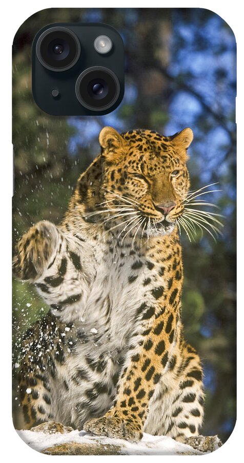 Amur iPhone Case featuring the photograph Endantered Leopard by D Robert Franz