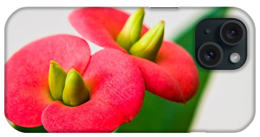 Euphorbia Milli iPhone Case featuring the photograph Euphorbia milli by Davorin Mance