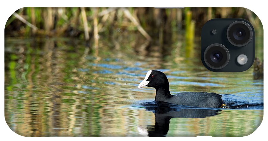 Coot iPhone Case featuring the photograph Eurasian Coot by Torbjorn Swenelius