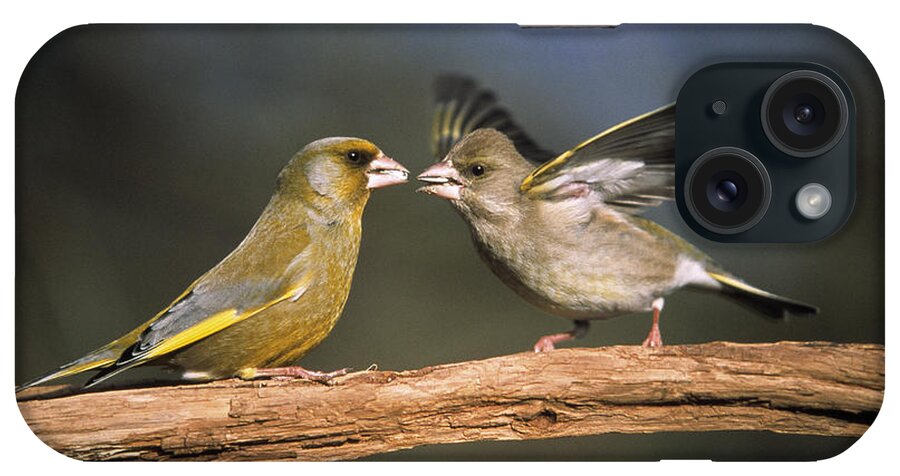 Feb0514 iPhone Case featuring the photograph European Greenfinch Male And Female by Duncan Usher