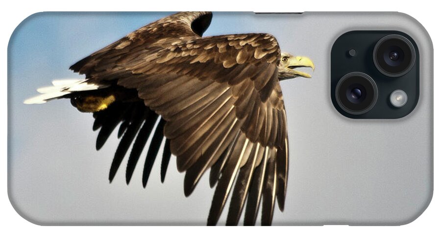 White_tailed Eagle iPhone Case featuring the photograph European Sea Eagle by Heiko Koehrer-Wagner