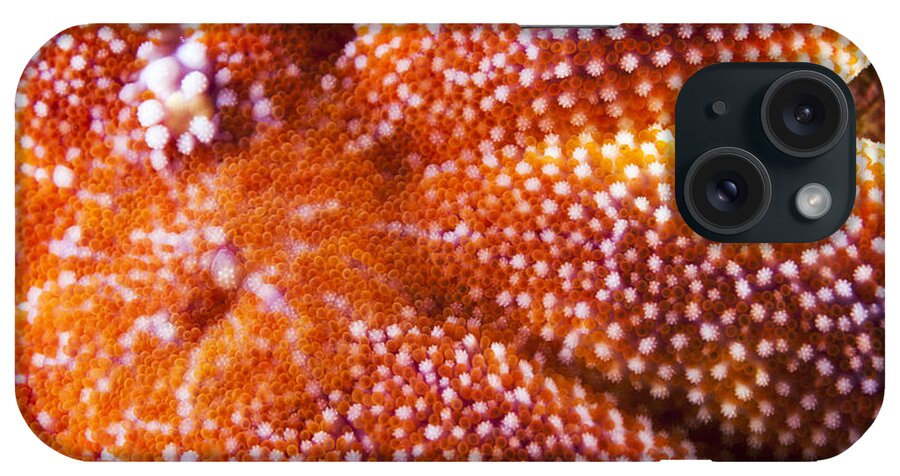 Nis iPhone Case featuring the photograph European Starfish Mouth Shetland by Matt Doggett