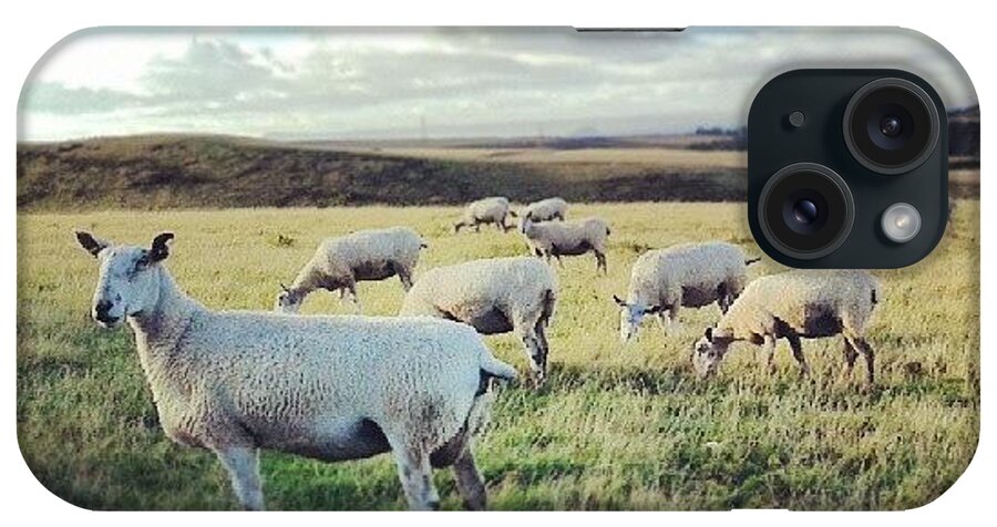 Sheep iPhone Case featuring the photograph #evening #bluesky #greenery #bfl #sheep by Jen Mac