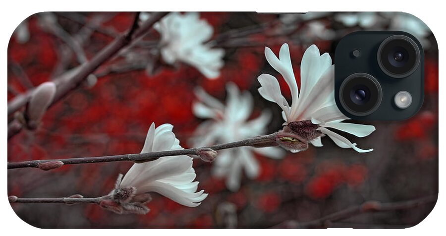 Magnolia iPhone Case featuring the photograph Evening White Star Magnolia Flowers by Jennie Marie Schell