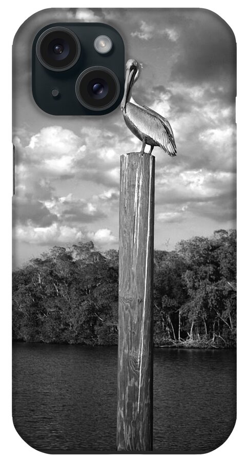 Everglades iPhone Case featuring the photograph Everglades Pelican by Timothy Lowry
